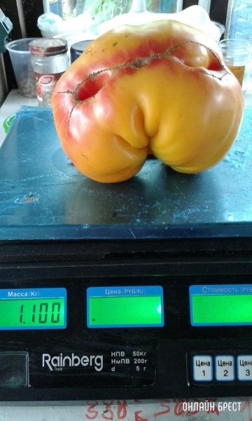 Читатель: Огромные помидоры выросли в д. Струга (Малоритский район)
Читатель: Огромные помидоры выросли в д. Струга (Малоритский район)