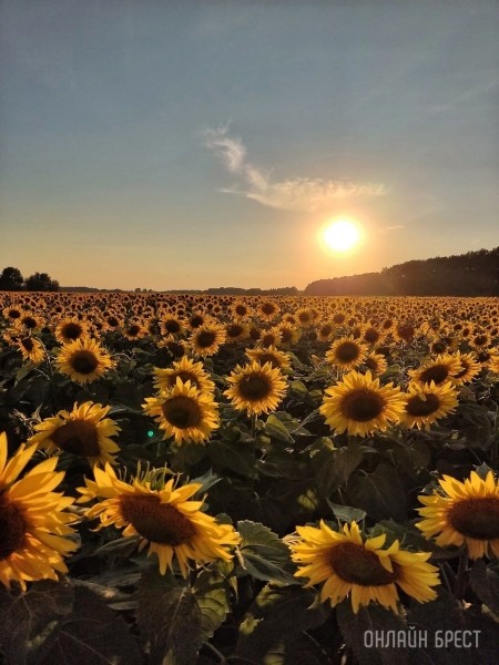 Читатель: В Брестской области находится очень красиво поле подсолнухов
Читатель: В Брестской области находится очень красиво поле подсолнухов