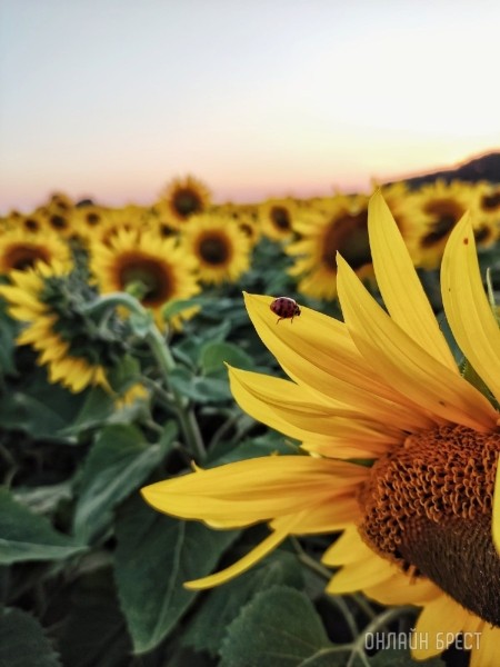 Читатель: В Брестской области находится очень красиво поле подсолнухов
Читатель: В Брестской области находится очень красиво поле подсолнухов