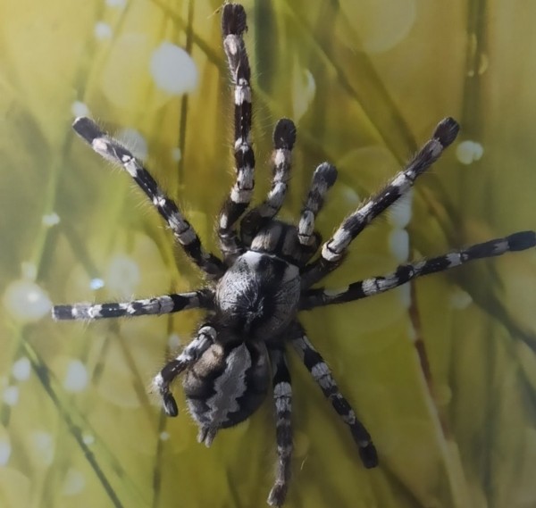 Нашествие пауков-гигантов, скорпионов, ящериц и тарантулов в Бресте. Приходи на выставку «Опасные и прекрасные» в кинотеатре «Беларусь» Нашествие пауков-гигантов, скорпионов, ящериц и тарантулов в Бресте. Приходи на выставку «Опасные и прекрасные» в кинотеатре «Беларусь»