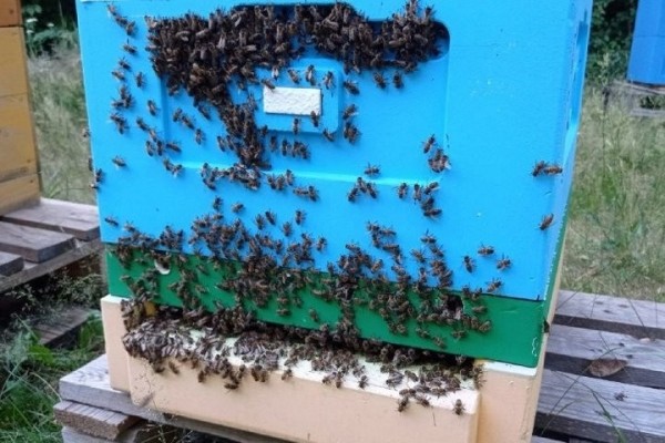 Увлечение родом из детства: как пчеловод из Кобрина продолжает дело родителей Увлечение родом из детства: как пчеловод из Кобрина продолжает дело родителей