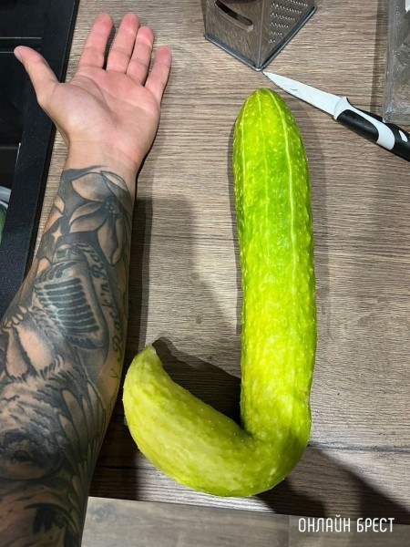 Читатель: Посмотрите, какой гигантский огурец вырос на огороде
Читатель: Посмотрите, какой гигантский огурец вырос на огороде