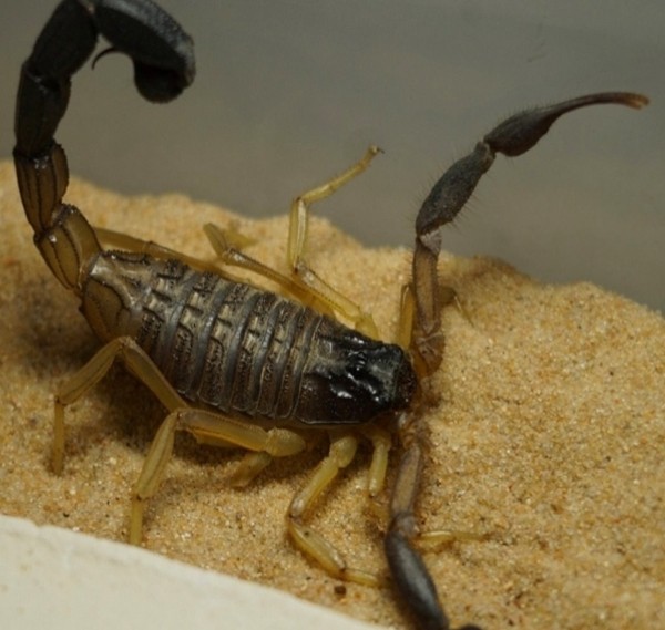 Нашествие пауков-гигантов, скорпионов, ящериц и тарантулов в Бресте. Приходи на выставку «Опасные и прекрасные» в кинотеатре «Беларусь» Нашествие пауков-гигантов, скорпионов, ящериц и тарантулов в Бресте. Приходи на выставку «Опасные и прекрасные» в кинотеатре «Беларусь»