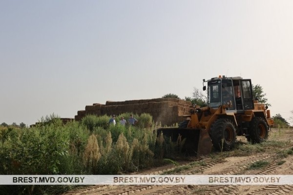 В Кобринском районе уничтожено поле конопли