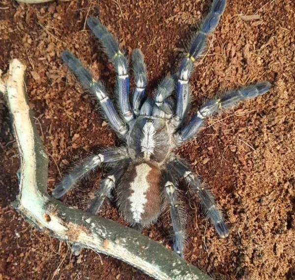 Нашествие пауков-гигантов, скорпионов, ящериц и тарантулов в Бресте. Приходи на выставку «Опасные и прекрасные» в кинотеатре «Беларусь» Нашествие пауков-гигантов, скорпионов, ящериц и тарантулов в Бресте. Приходи на выставку «Опасные и прекрасные» в кинотеатре «Беларусь»