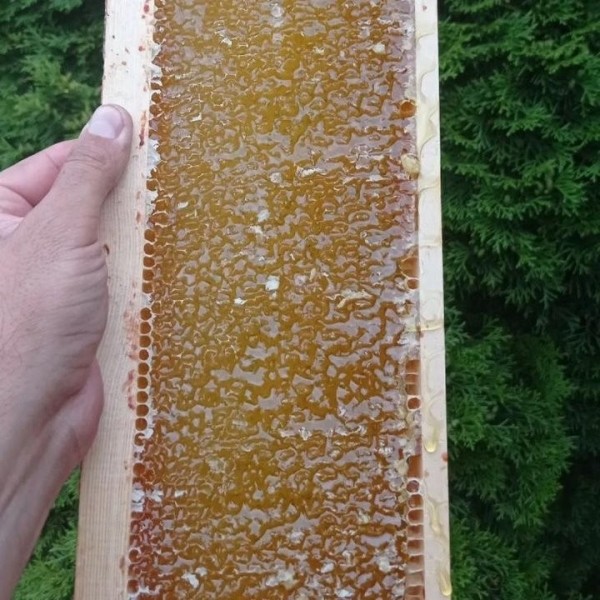 Увлечение родом из детства: как пчеловод из Кобрина продолжает дело родителей Увлечение родом из детства: как пчеловод из Кобрина продолжает дело родителей