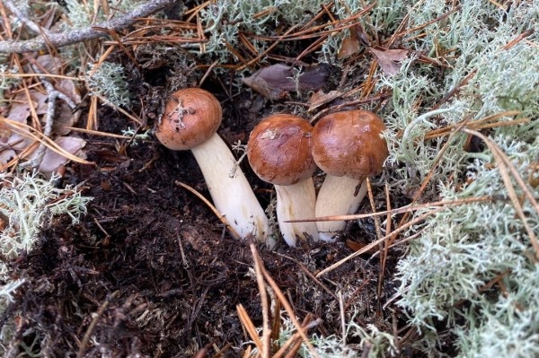 Грибная «охота». Под Брестом, поговаривают, белых уже много Грибная «охота». Под Брестом, поговаривают, белых уже много