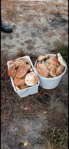 Грибная «охота». Под Брестом, поговаривают, белых уже много Грибная «охота». Под Брестом, поговаривают, белых уже много