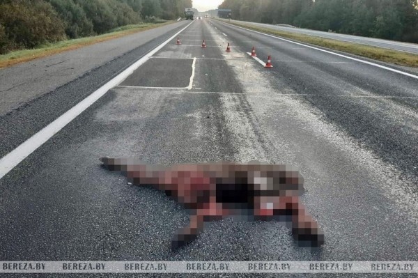 В Березовском районе на М1 сбили животное
