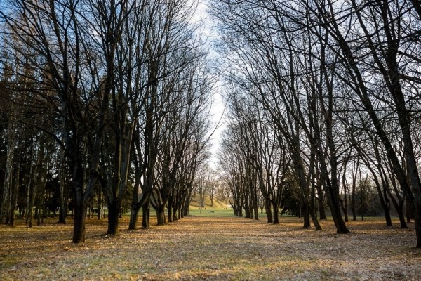 Почти исчезнувшая аллея в Брестской крепости. Куда она вела? Почти исчезнувшая аллея в Брестской крепости. Куда она вела?