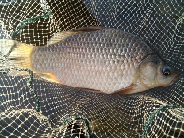 Браконьеров в Брестской области будут судить за ущерб природе более чем на 8 тысяч рублей