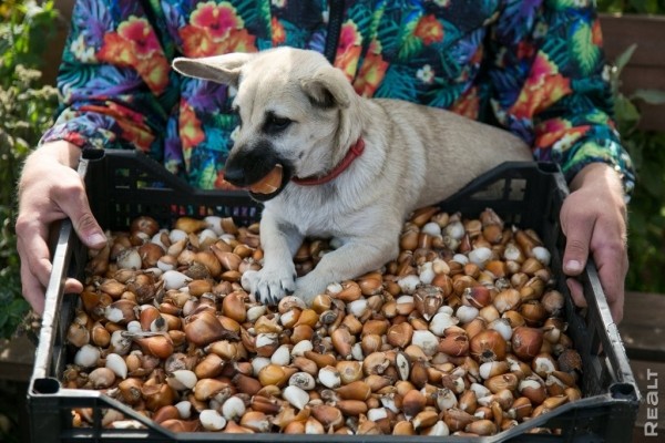 «Высадил рассаду на 11 тысяч долларов». Как обычный парень из Бреста создал сад с тысячами растений на 2 гектарах «Высадил рассаду на 11 тысяч долларов». Как обычный парень из Бреста создал сад с тысячами растений на 2 гектарах