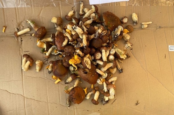 Грибная «охота». Под Брестом, поговаривают, белых уже много Грибная «охота». Под Брестом, поговаривают, белых уже много