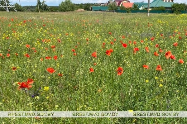 На Брестчине завершилась специальная программа «Мак». Каковы итоги? На Брестчине завершилась специальная программа «Мак». Каковы итоги?
