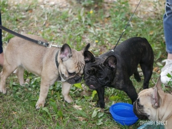 Решили завести собаку? Узнали, сколько это стоит Решили завести собаку? Узнали, сколько это стоит