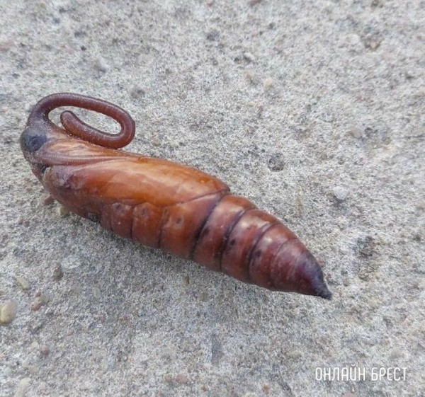 Читательница: Кто знает, что это?
Читательница: Кто знает, что это?