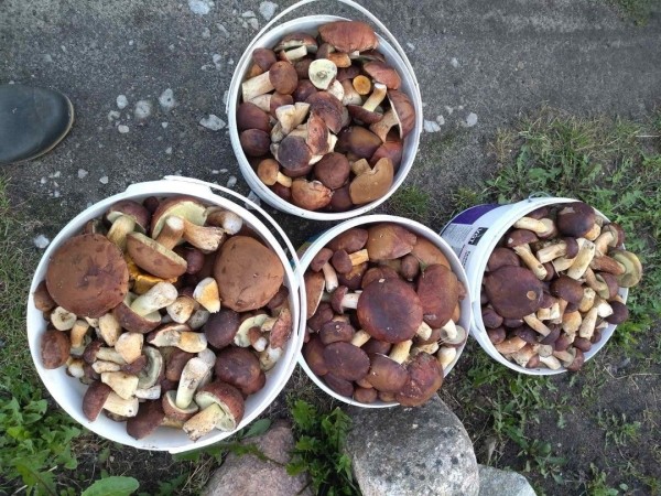 Грибная «охота». Под Брестом, поговаривают, белых уже много Грибная «охота». Под Брестом, поговаривают, белых уже много