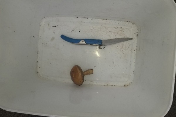 Грибная «охота». Под Брестом, поговаривают, белых уже много Грибная «охота». Под Брестом, поговаривают, белых уже много