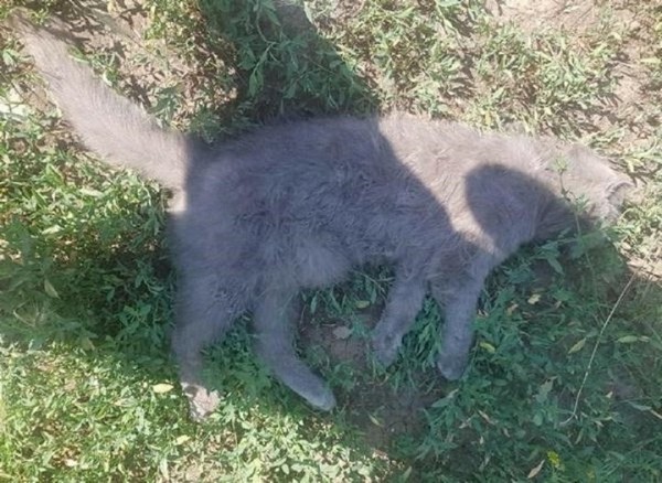 Жителей Брестского района трижды привлекли к ответственности за бесчеловечное обращение с животными Жителей Брестского района трижды привлекли к ответственности за бесчеловечное обращение с животными