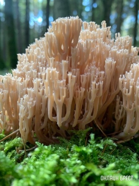 Читатель: Где вы находите грибы? Это всё, что мне попалось :)
Читатель: Где вы находите грибы? Это всё, что мне попалось :)