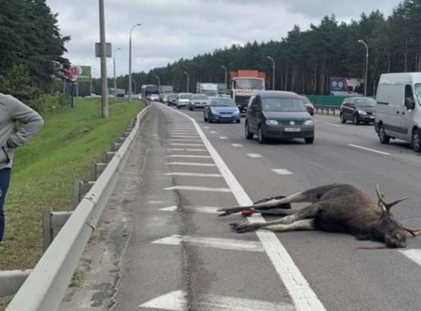 Сотни косуль, лосей и 4 бобра погибли в ДТП в этом году на дорогах Беларуси