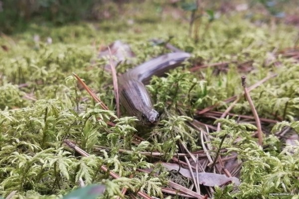 Гадюки действительно убивают? Истории реальных белорусов, которых кусала змея Гадюки действительно убивают? Истории реальных белорусов, которых кусала змея