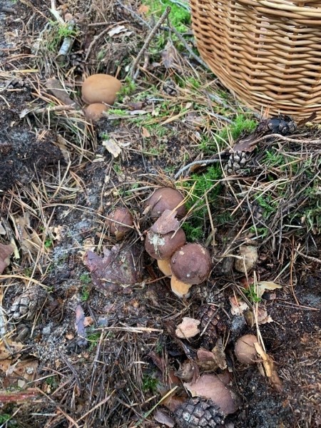 Грибная «охота». Под Брестом, поговаривают, белых уже много Грибная «охота». Под Брестом, поговаривают, белых уже много