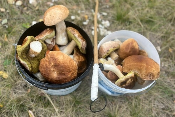 Грибная «охота». Под Брестом, поговаривают, белых уже много Грибная «охота». Под Брестом, поговаривают, белых уже много