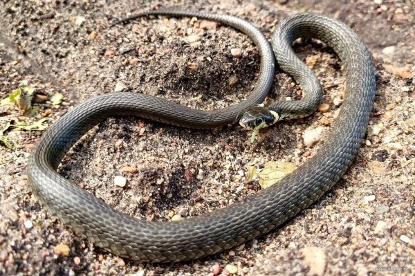 Гадюки действительно убивают? Истории реальных белорусов, которых кусала змея Гадюки действительно убивают? Истории реальных белорусов, которых кусала змея