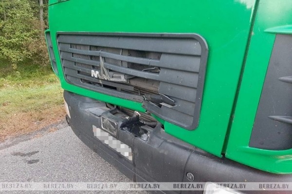 В Березовском районе на М1 сбили животное