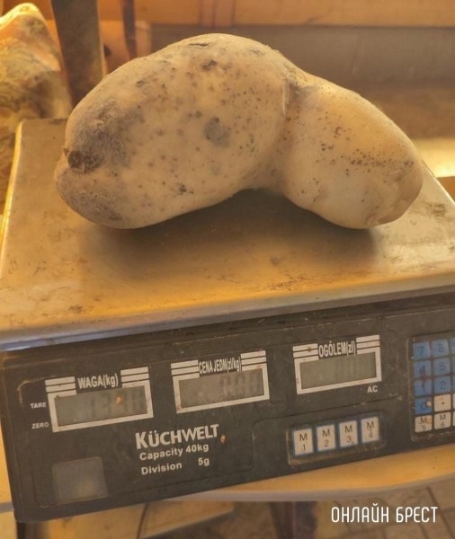 Читатель: Кобринский район, д. Жуховцы, урожай 2022. Картофель-гигант весом 1330 гр.
Читатель: Кобринский район, д. Жуховцы, урожай 2022. Картофель-гигант весом 1330 гр.