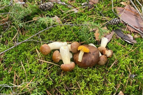 Грибная «охота». Под Брестом, поговаривают, белых уже много Грибная «охота». Под Брестом, поговаривают, белых уже много