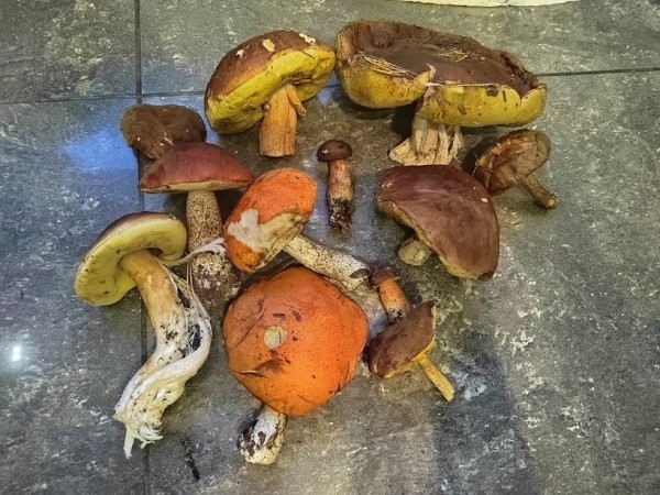 Грибная «охота». Под Брестом, поговаривают, белых уже много Грибная «охота». Под Брестом, поговаривают, белых уже много