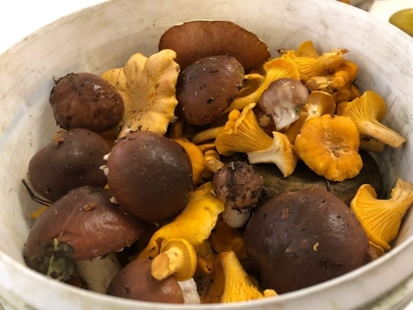 Грибная «охота». Под Брестом, поговаривают, белых уже много Грибная «охота». Под Брестом, поговаривают, белых уже много