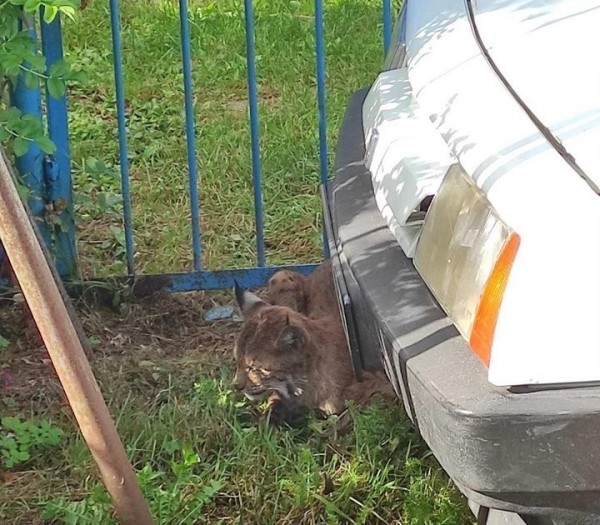 В Беларуси рысь напала на людей В Беларуси рысь напала на людей