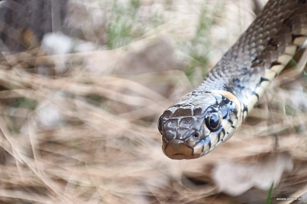 Гадюки действительно убивают? Истории реальных белорусов, которых кусала змея Гадюки действительно убивают? Истории реальных белорусов, которых кусала змея