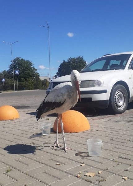 В Кобрине аист прилетел к «Санте» попить воды В Кобрине аист прилетел к «Санте» попить воды