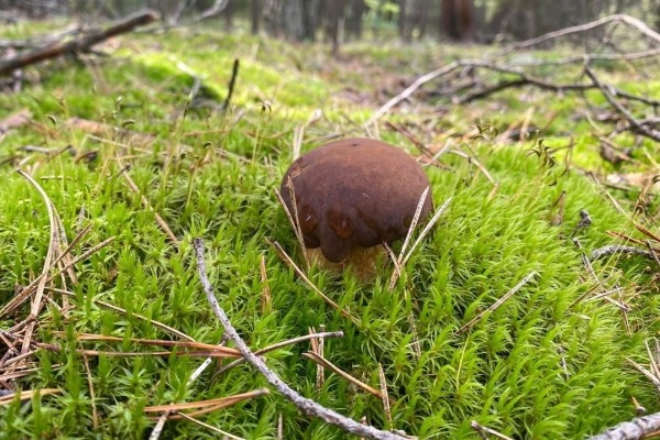 Грибная «охота». Под Брестом, поговаривают, белых уже много Грибная «охота». Под Брестом, поговаривают, белых уже много