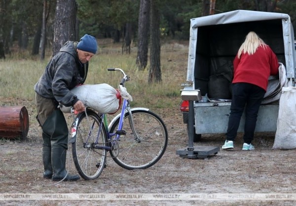 Ольманские болота - клюквенный рай (Брестская область) Ольманские болота - клюквенный рай (Брестская область)