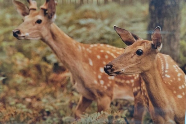 Эльфы и олени — кого только не увидишь в Кобринском лесхозе Эльфы и олени — кого только не увидишь в Кобринском лесхозе