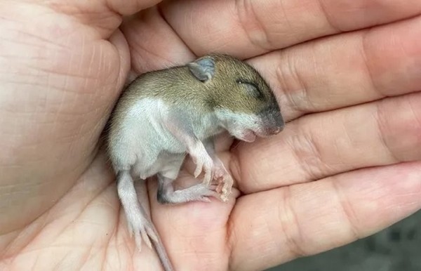 Девушка нашла на дороге мышонка и решила приютить его. Она рассказывает о нем в блоге, и теперь за жизнью грызуна следят тысячи людей Девушка нашла на дороге мышонка и решила приютить его. Она рассказывает о нем в блоге, и теперь за жизнью грызуна следят тысячи людей