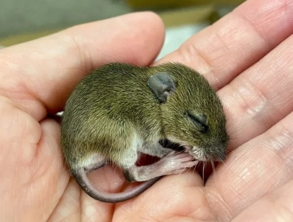 Девушка нашла на дороге мышонка и решила приютить его. Она рассказывает о нем в блоге, и теперь за жизнью грызуна следят тысячи людей Девушка нашла на дороге мышонка и решила приютить его. Она рассказывает о нем в блоге, и теперь за жизнью грызуна следят тысячи людей