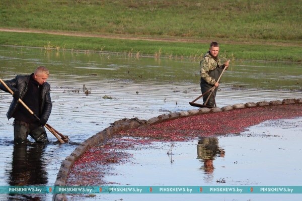 Как в Пинском районе убирают клюкву. Фото и подробности Как в Пинском районе убирают клюкву. Фото и подробности