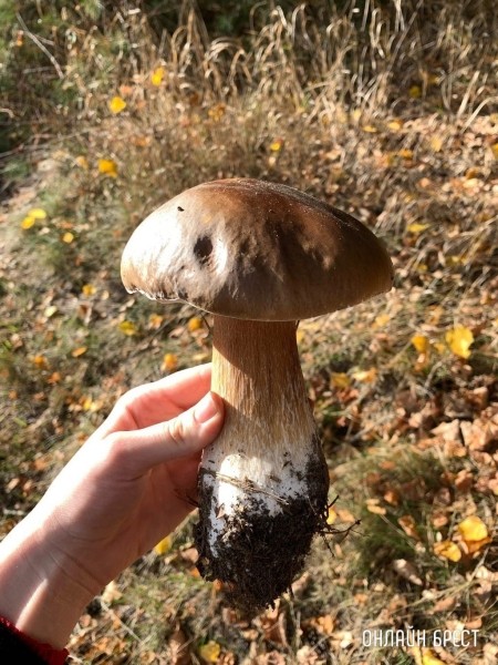 Читатель: 400 грамм! Посмотрите, какой боровик мы нашли в Березовском районе
Читатель: 400 грамм! Посмотрите, какой боровик мы нашли в Березовском районе