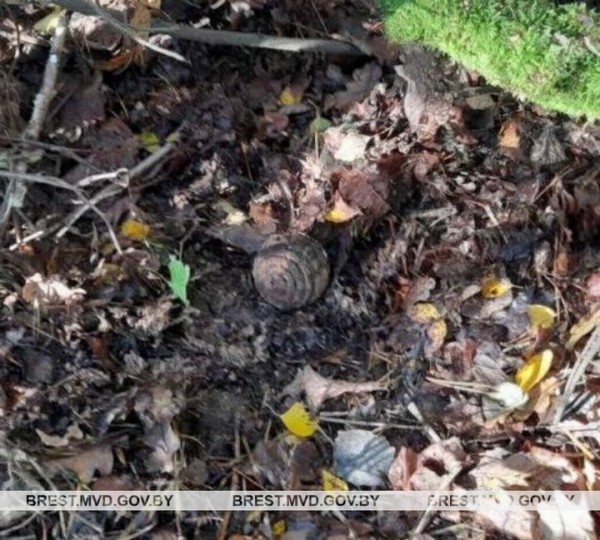 В Брестской области грибник нашел гранату времен Первой мировой войны В Брестской области грибник нашел гранату времен Первой мировой войны