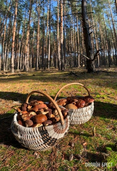 Читатель: Столько грибов мы нашли под Брестом :)
Читатель: Столько грибов мы нашли под Брестом :)
