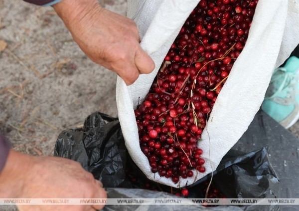 Ольманские болота - клюквенный рай (Брестская область) Ольманские болота - клюквенный рай (Брестская область)
