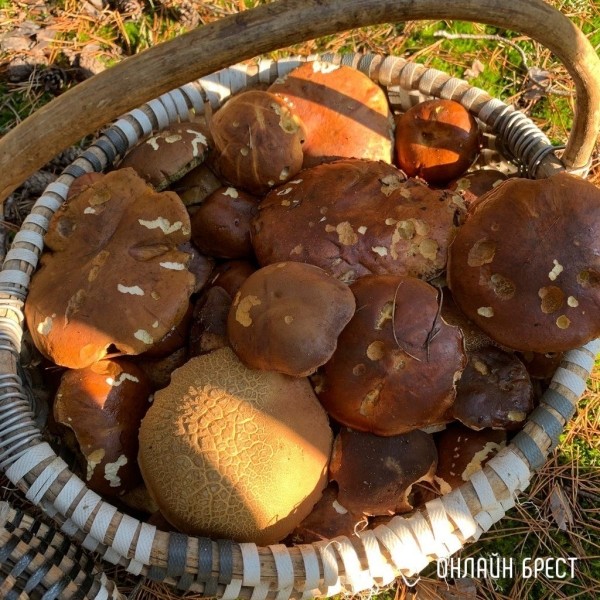 Читатель: Столько грибов мы нашли под Брестом :)
Читатель: Столько грибов мы нашли под Брестом :)