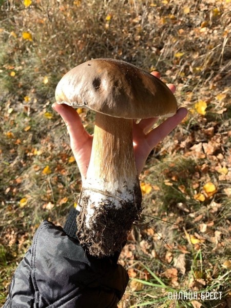 Читатель: 400 грамм! Посмотрите, какой боровик мы нашли в Березовском районе
Читатель: 400 грамм! Посмотрите, какой боровик мы нашли в Березовском районе