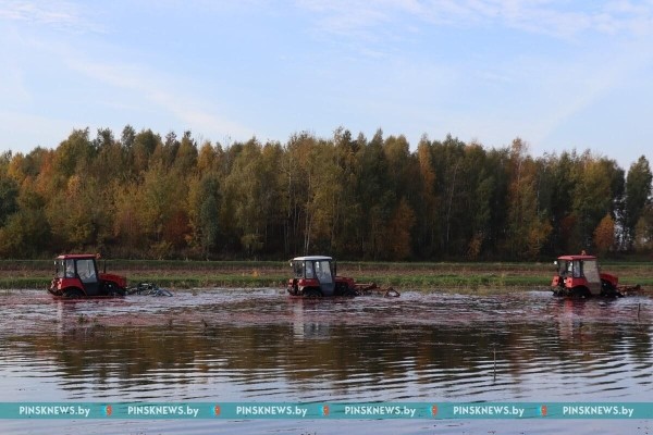 Как в Пинском районе убирают клюкву. Фото и подробности Как в Пинском районе убирают клюкву. Фото и подробности